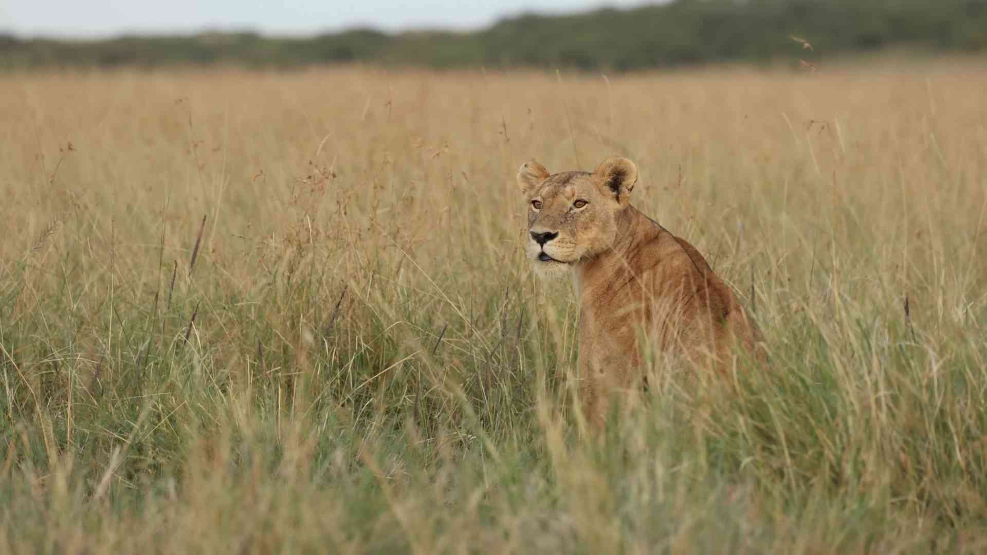 When Animals Hold Grudges: The 8 Most Intense Rivalries in Nature