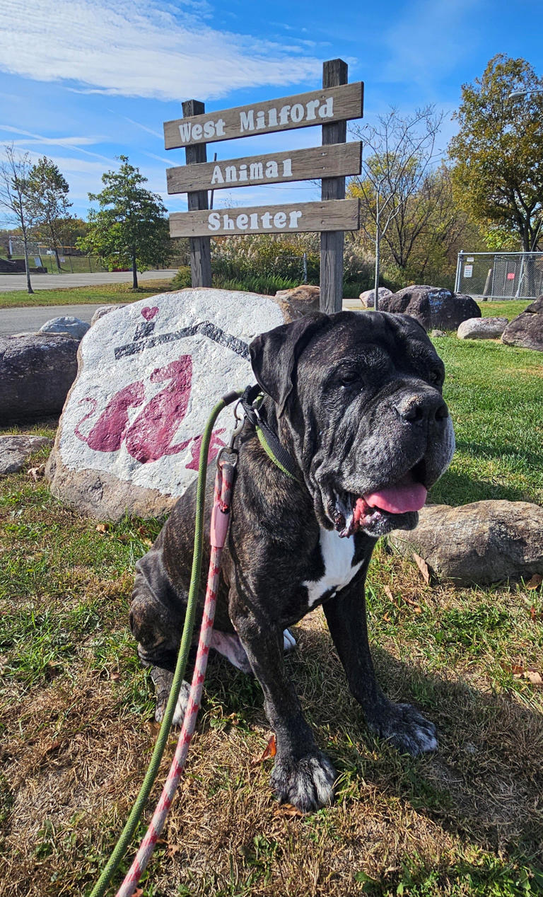 Meet the North Jersey adoptable pet of the week for Oct. 31 Arthur