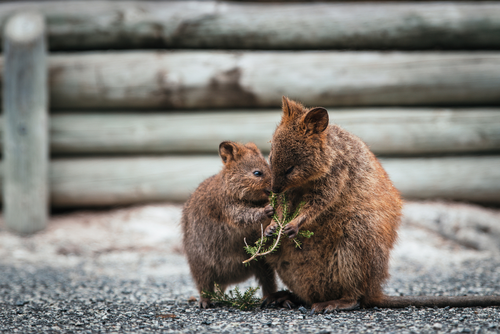 15 Baby Animals So Cute You Won’t Believe Are Real