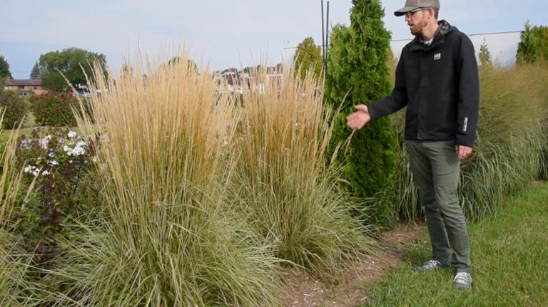 18 Pampas-Like Ornamental Grass Options To Add Texture To Your Yard