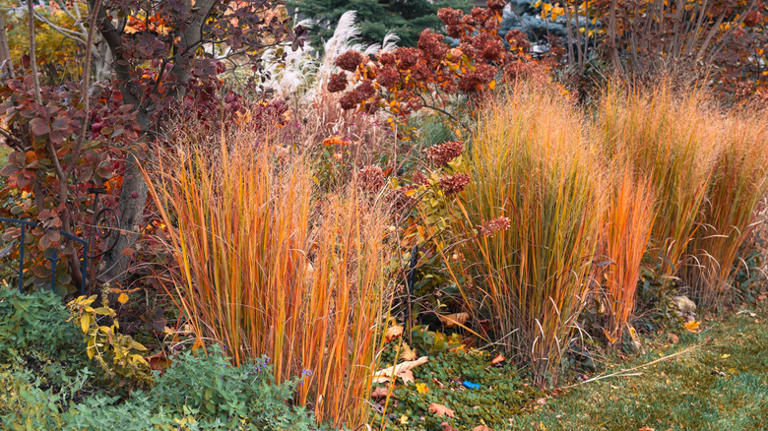 18 Pampas-Like Ornamental Grass Options To Add Texture To Your Yard