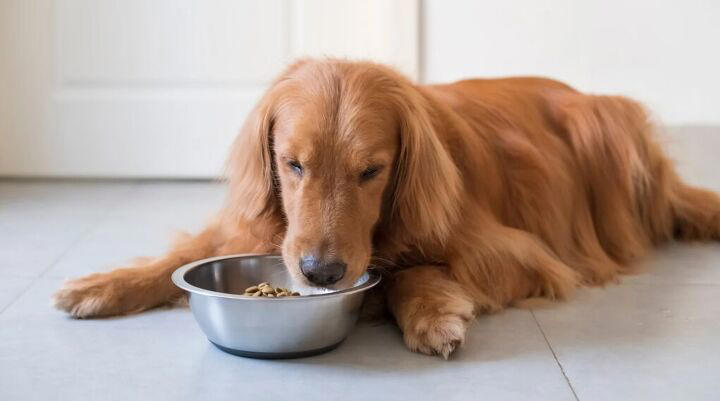 A closer look at Eating Too Fast Solution For Dogs