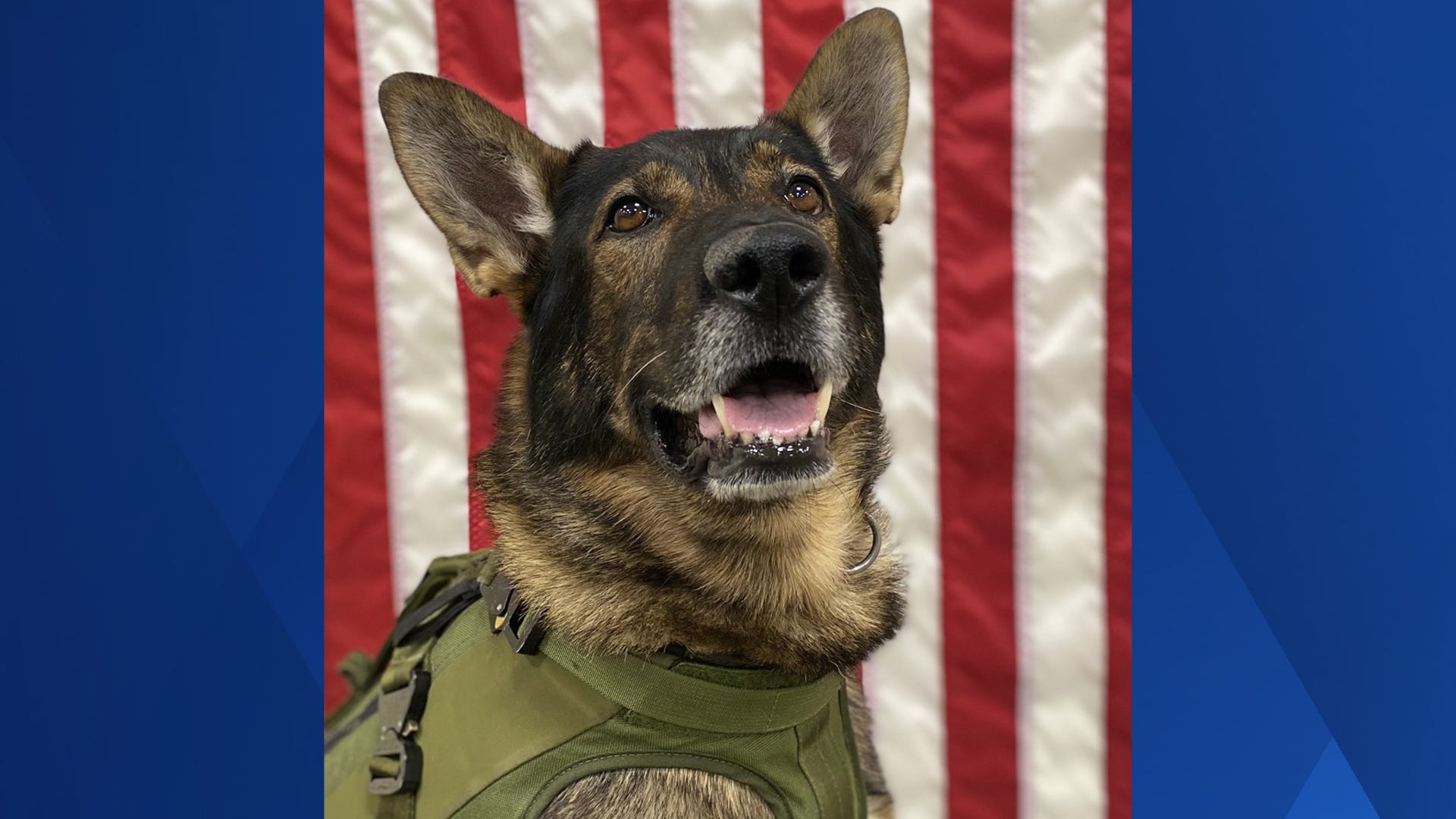 York police K-9 leads officers to Maine man who'd been missing for hours
