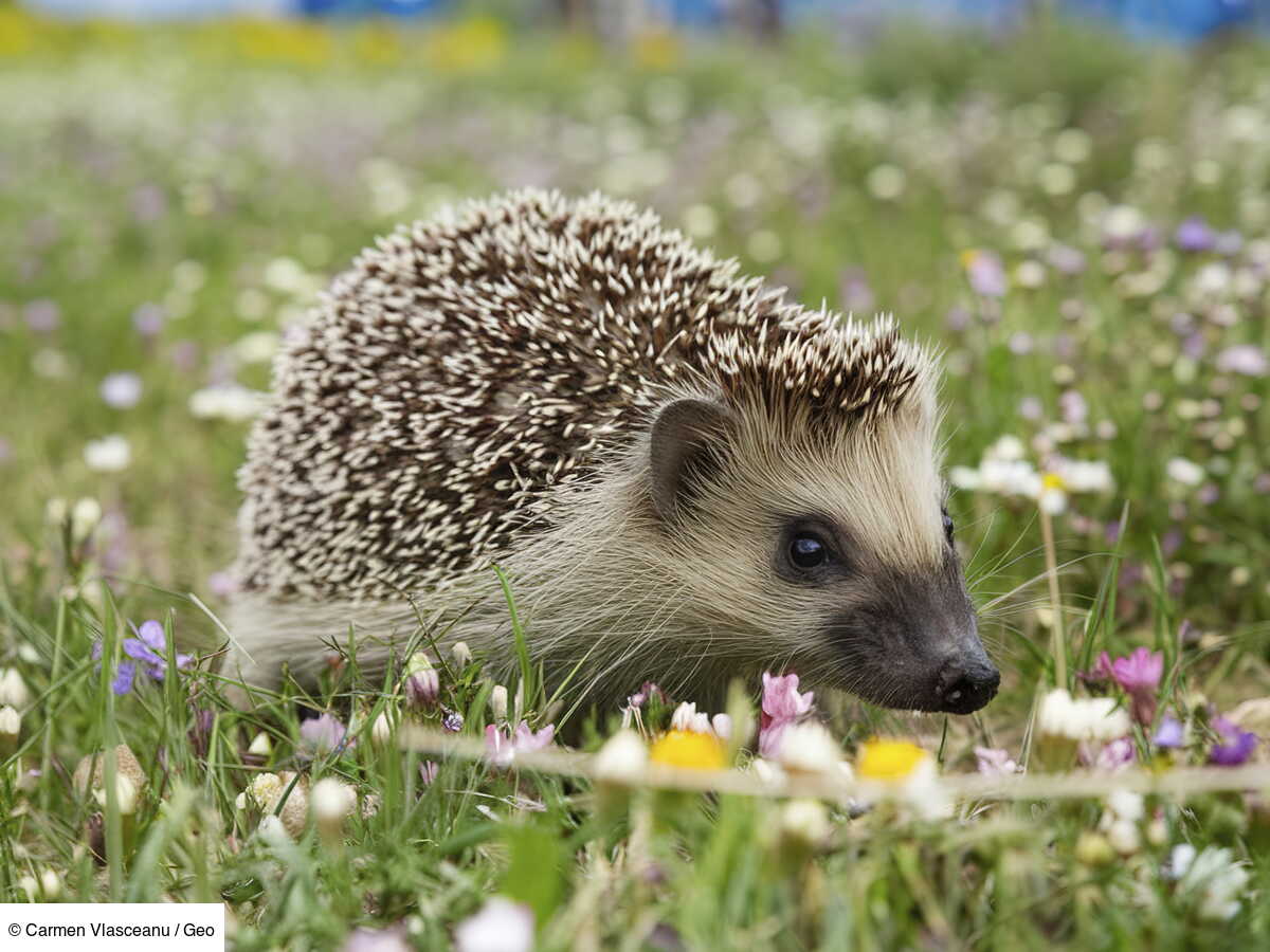 Que faire si je trouve un hérisson dans mon jardin?