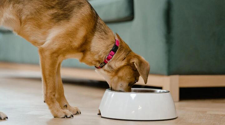 Visual Reference: How To Stop Your Dog From Eating Too Fast