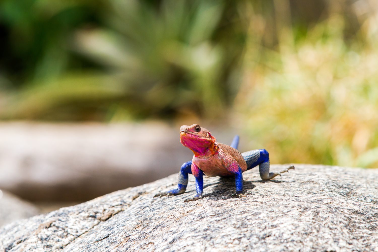 This Isn’t a Marvel Character—It’s a Real Lizard