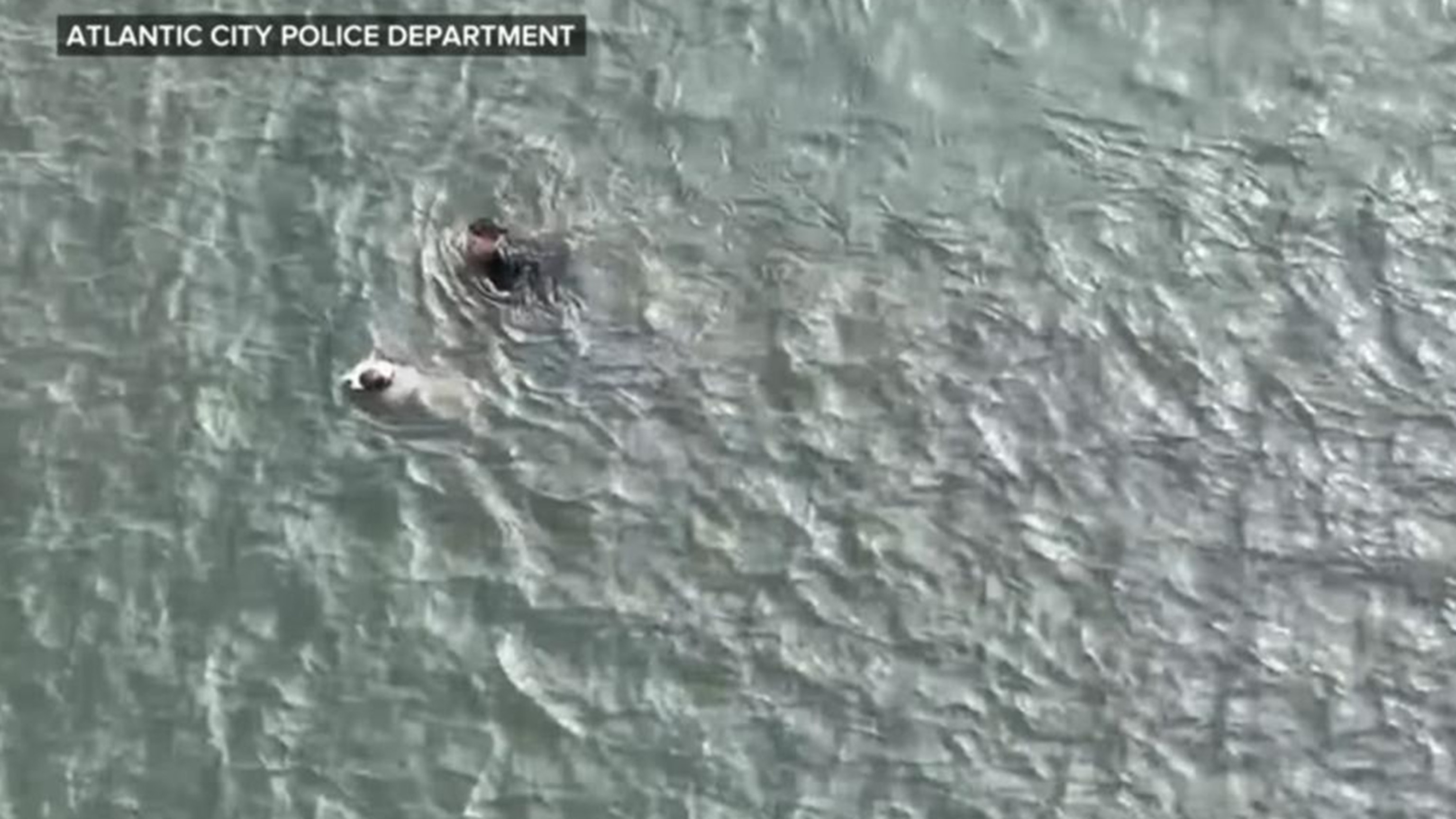 Police officer on braving icy waters to rescue injured dog