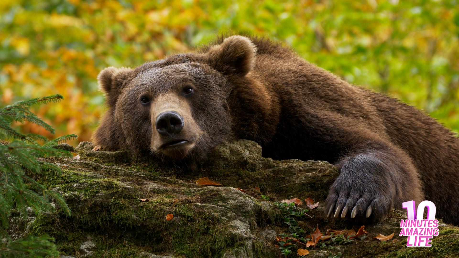 Brown Bear Resting In The Forest