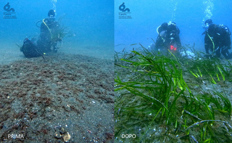 Scientists map Italy’s entire coast to guide seagrass and marine recovery