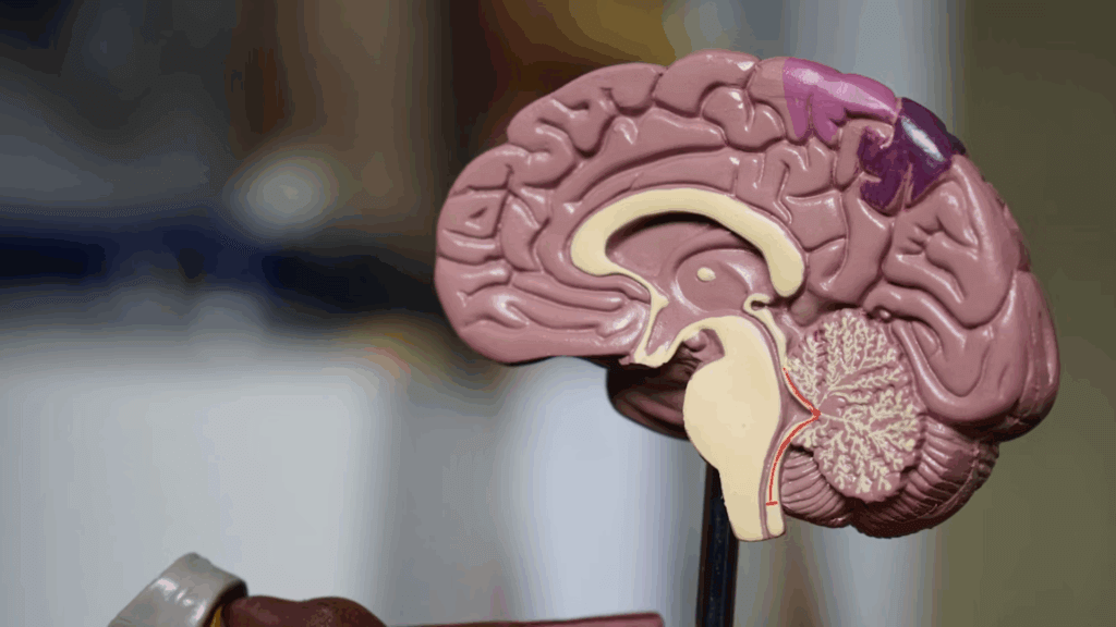Experts looked deep inside the human mind and found a hidden door they ...