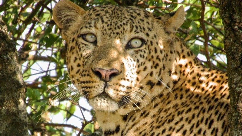 Can you spot the hidden leopard? Watch this traveller' s unforgettable ...