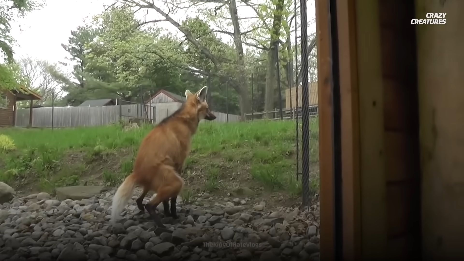 Why This “Fox on Stilts” Confused Dutch Police