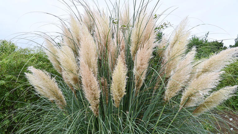18 Pampas-Like Ornamental Grass Options To Add Texture To Your Yard