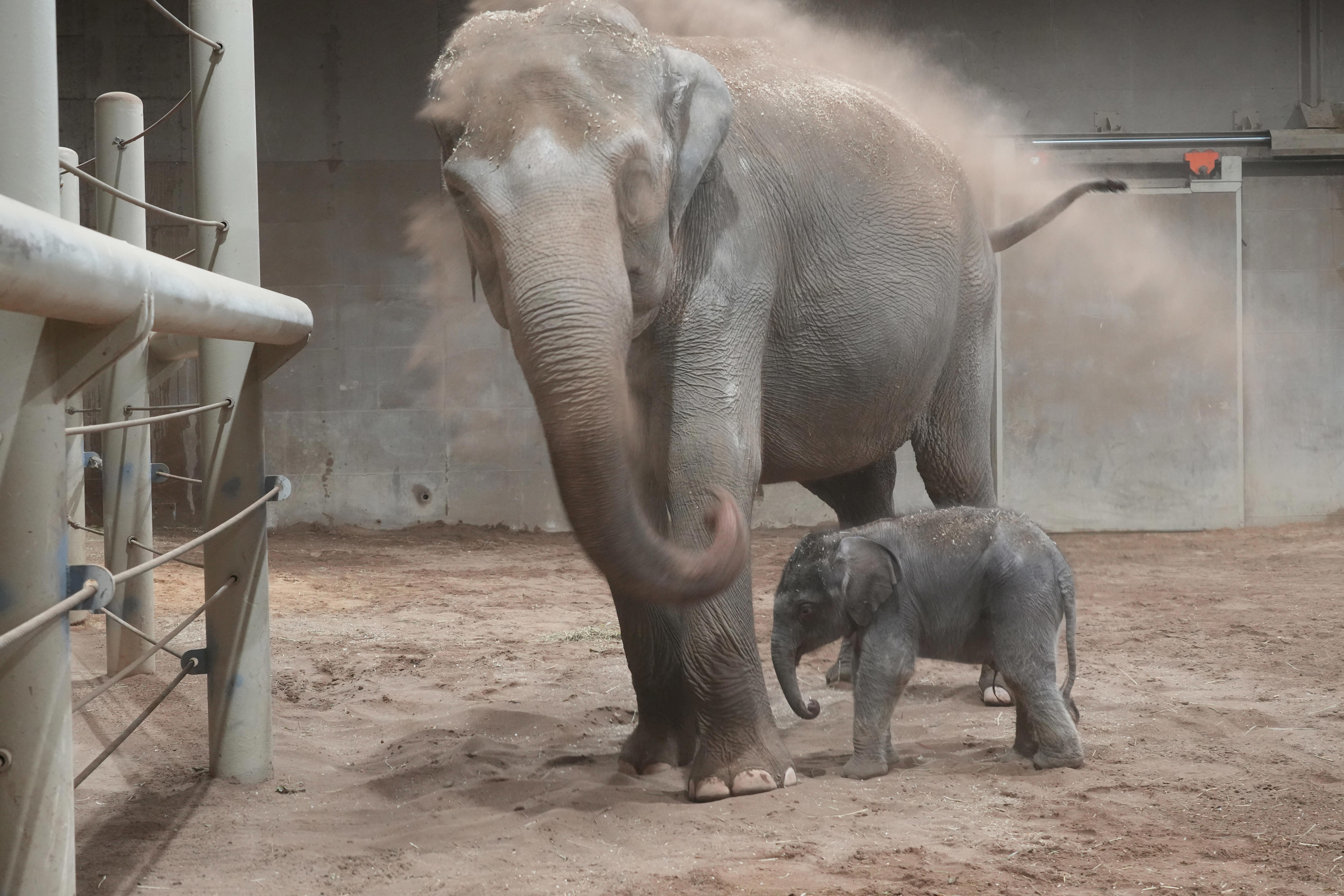 columbus-zoo-reveals-name-of-baby-elephant-born-in-october