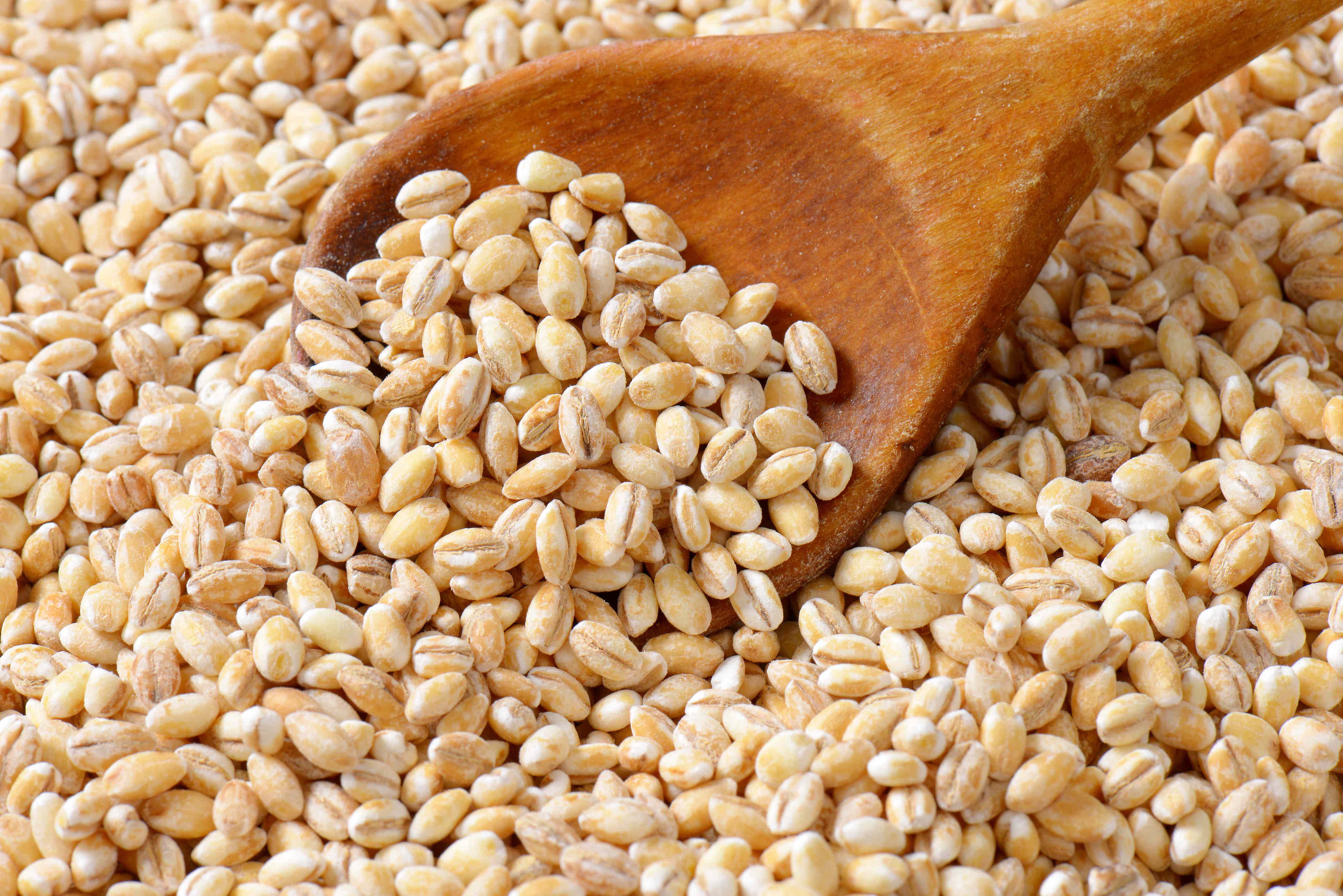 Is Upcycled Barley Protein a Better Protein Source?