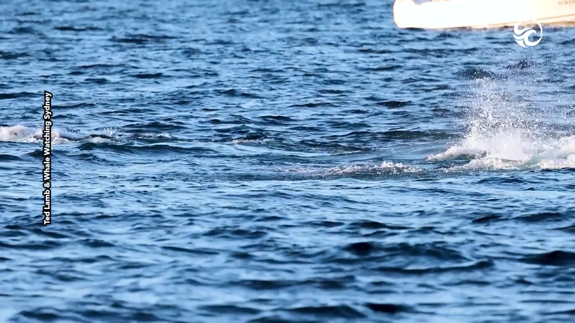 Whales show off in Sydney