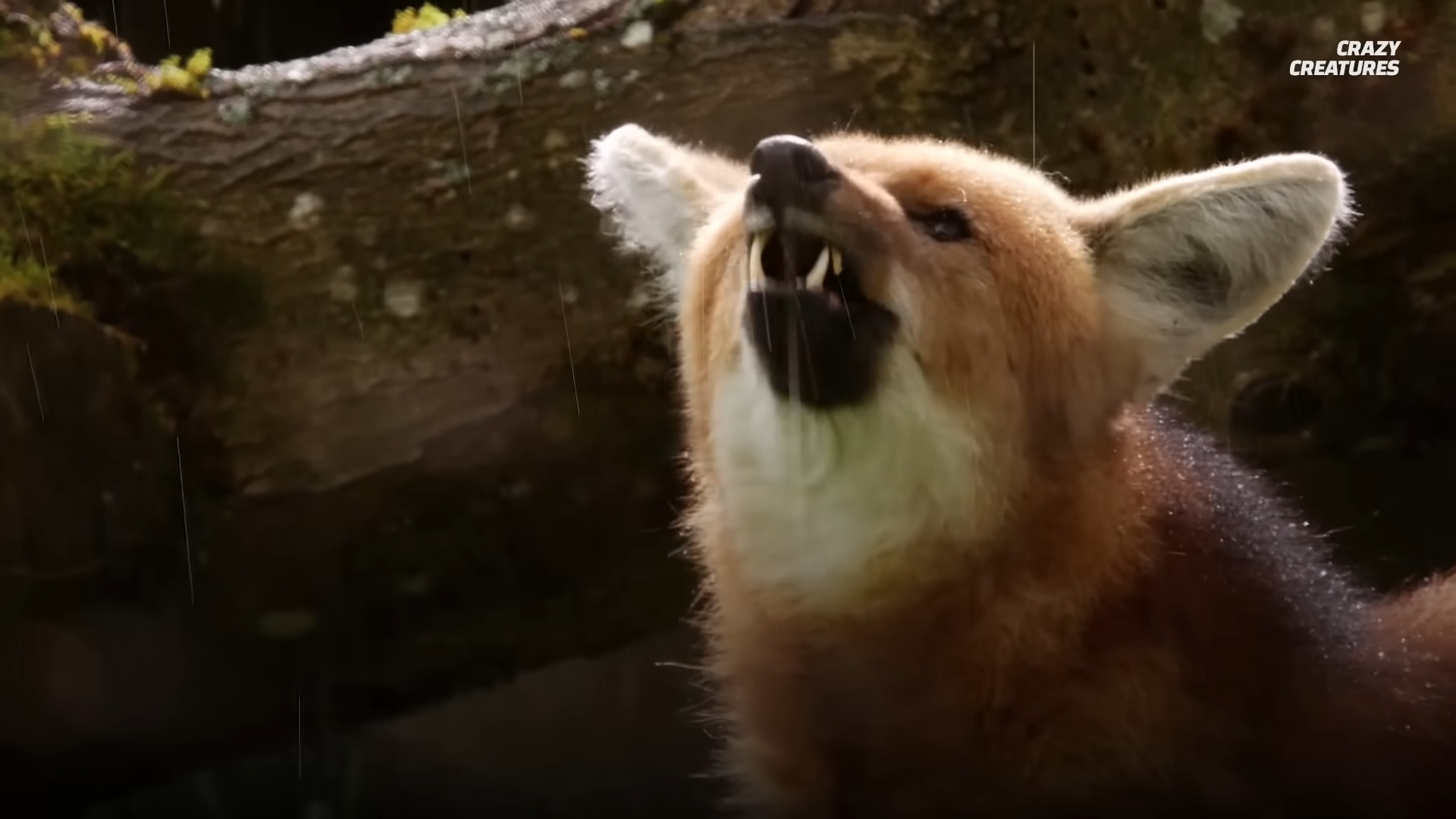 Why the World’s Strangest Wolf Smells Like Marijuana