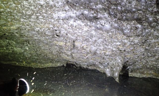 Scientists Discover the World’s Largest Spider Web in Cave: Over ...