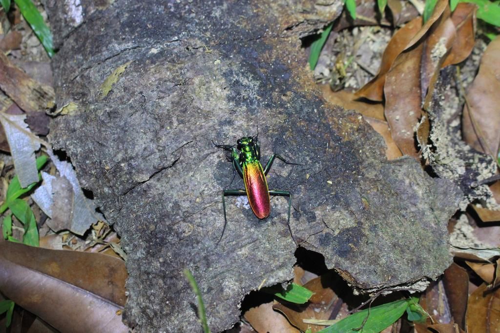 5 Fakta Menarik Metallyticus Splendidus, Predator Kecil Berkilauan