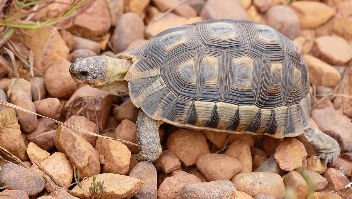 5 Fakta Menarik Kura-kura Angulata, Bisa Minum Air Melalui Hidung