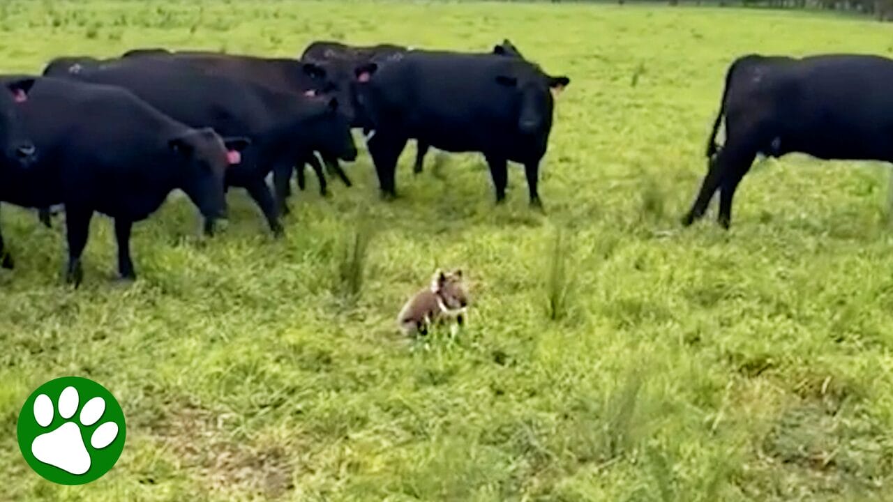 Cows Are Shocked by Their Unexpected Visitor