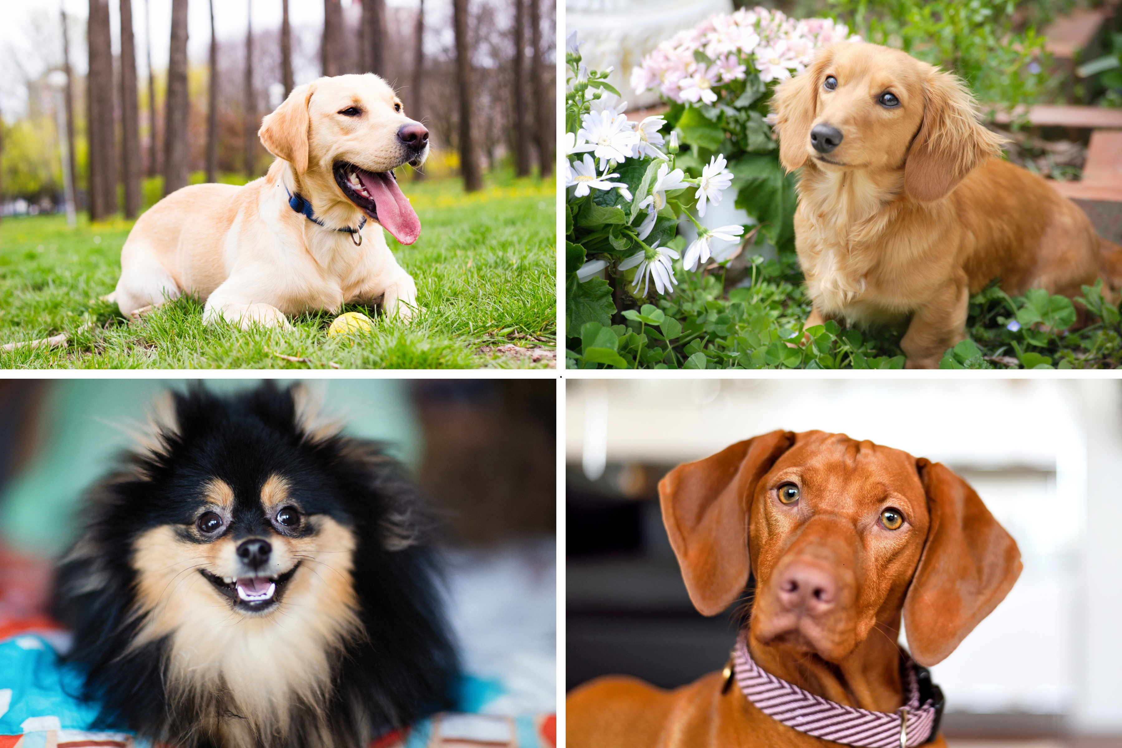 Stickiest Dogs 2025: There 11 adorable breeds of dog more than earn ...
