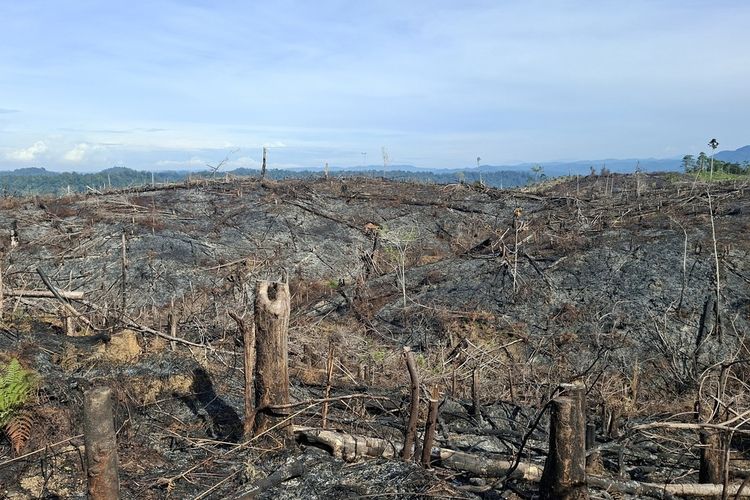 4.000 Hektar Lahan Sawit Ilegal di Bengkulu Dikuasai Negara