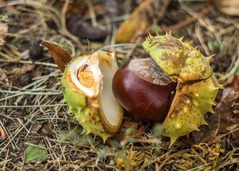 The Difference Between Chestnuts and Horse Chestnuts