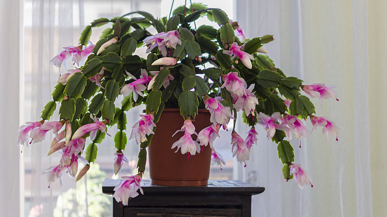 Try An Easy Eggshell Hack For A Thriving Christmas Cactus