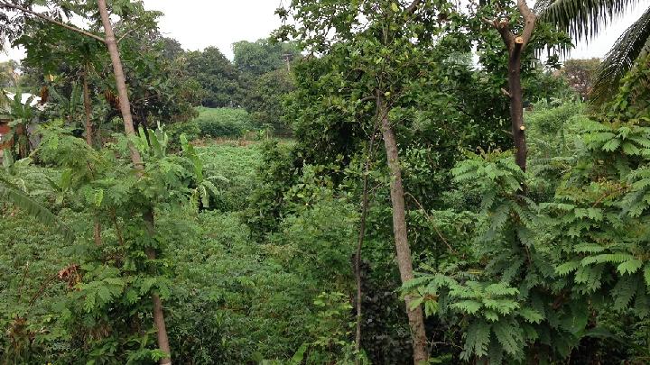 Studi: Ruang Hijau Kurangi Gangguan Mental