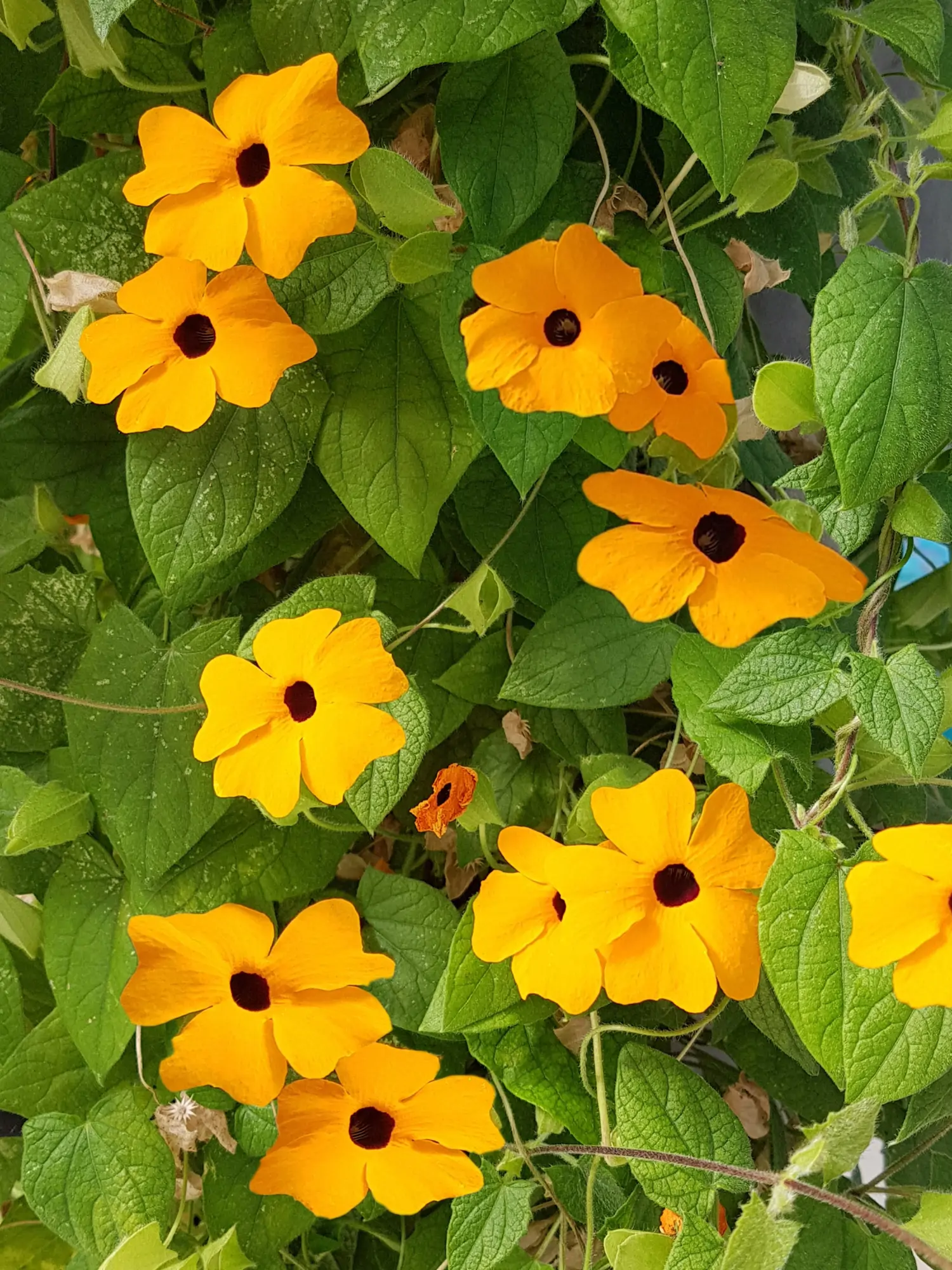 17 Dark Chocolate Desserts So Good They Should Be Illegal