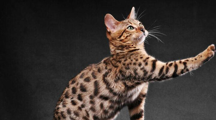 Which Cat Breeds Are The Most Expensive?
