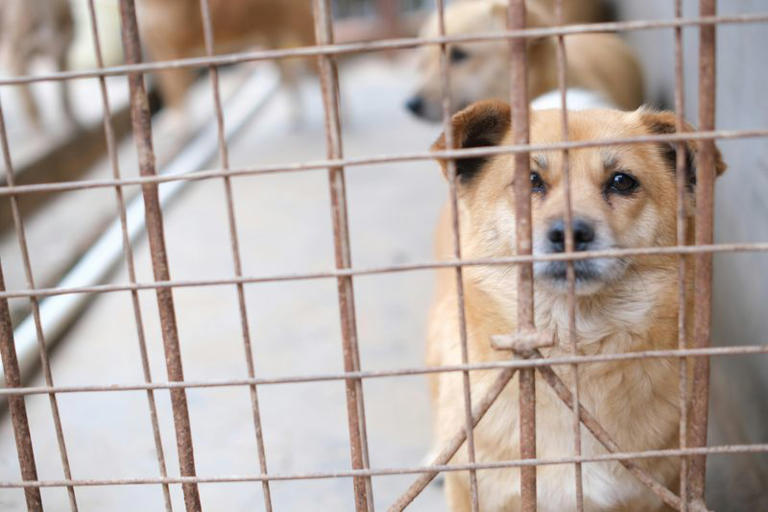 The Truth About Giving Pets As Gifts