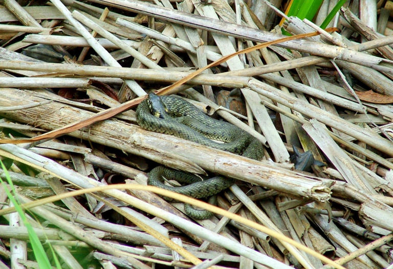 Mistakes Hikers Make That Can Trigger Snake Attacks