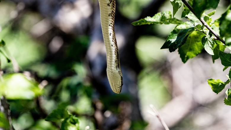 Snake in Palo Duro Canyon