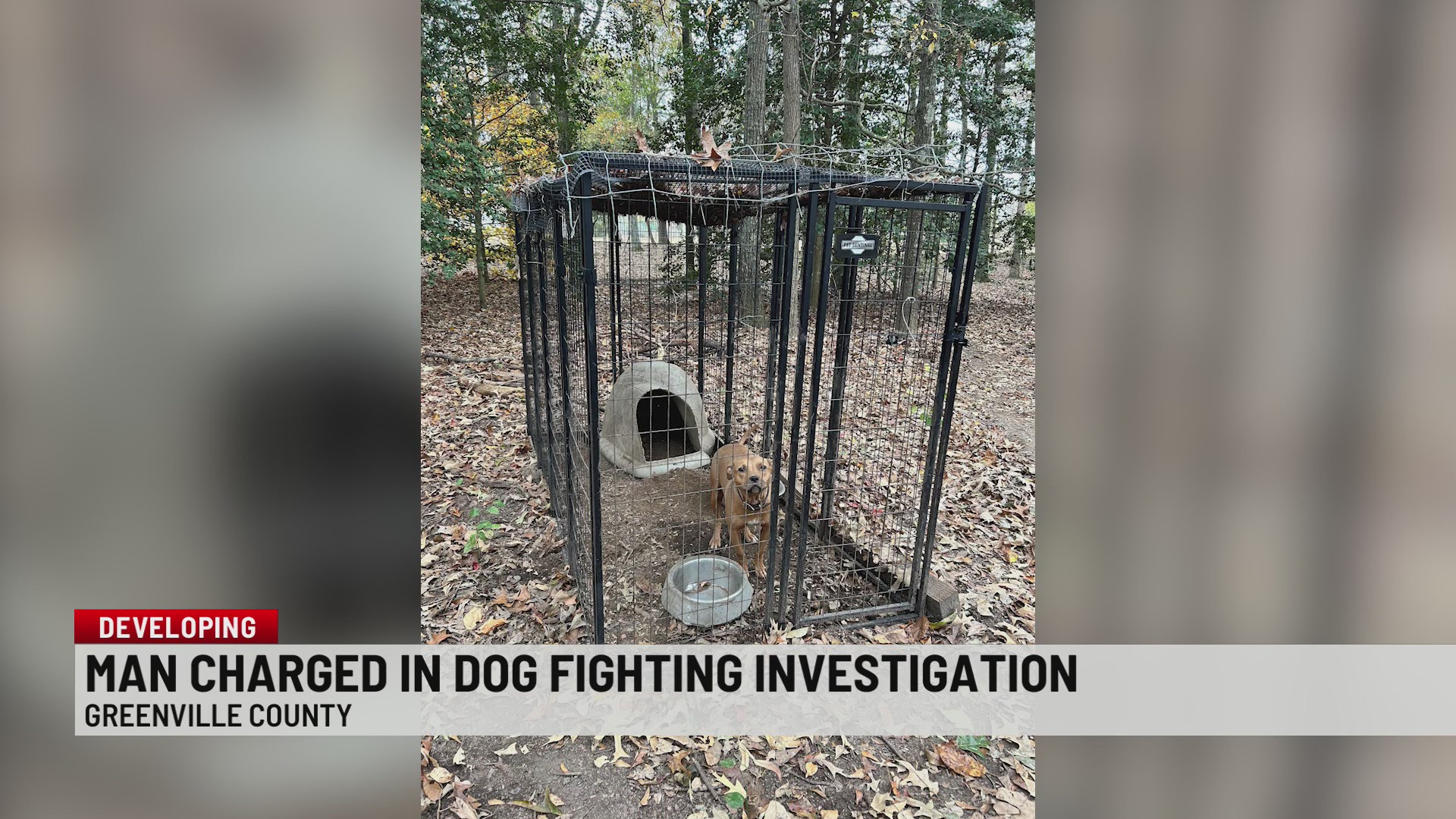 Man charged with dog fighting, 4 dogs rescued in Greenville County
