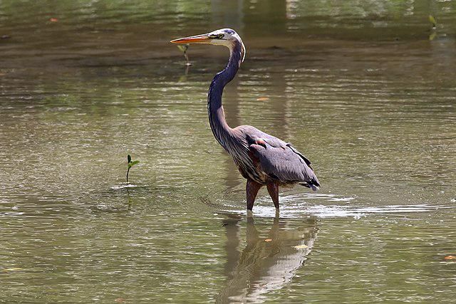 5 Fakta Menarik Burung Heron Biru Besar, Pemburu Ikan yang Sakti