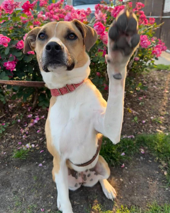 These 12 adoptable cats and dogs are looking for their fur-ever homes