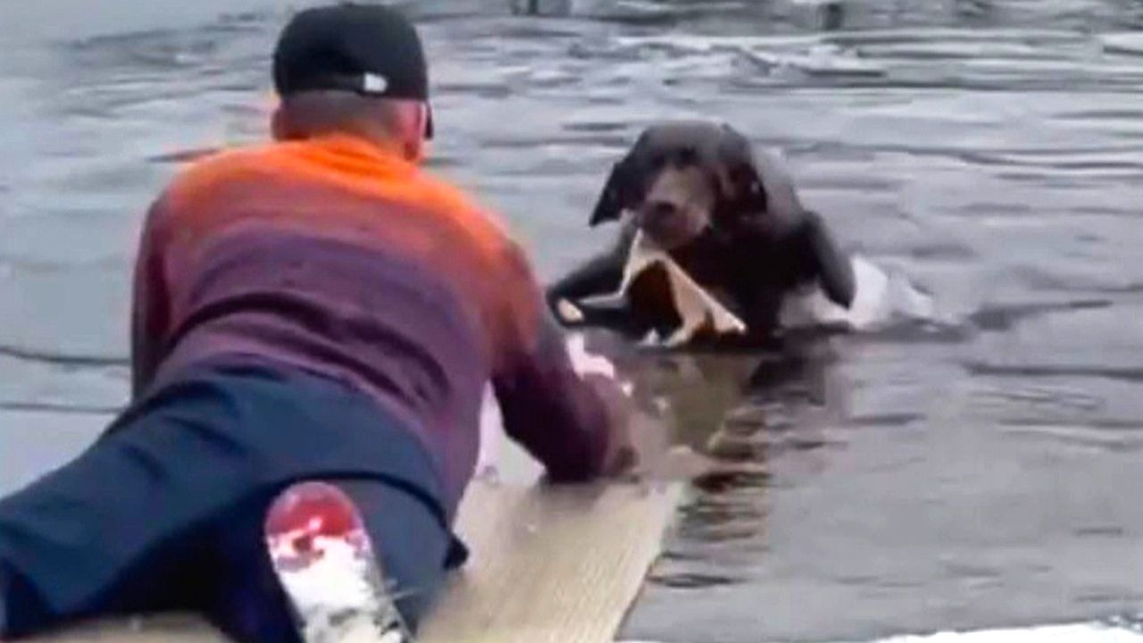 Brave man crawls on thin ice with plastic sheet to rescue dog from ...