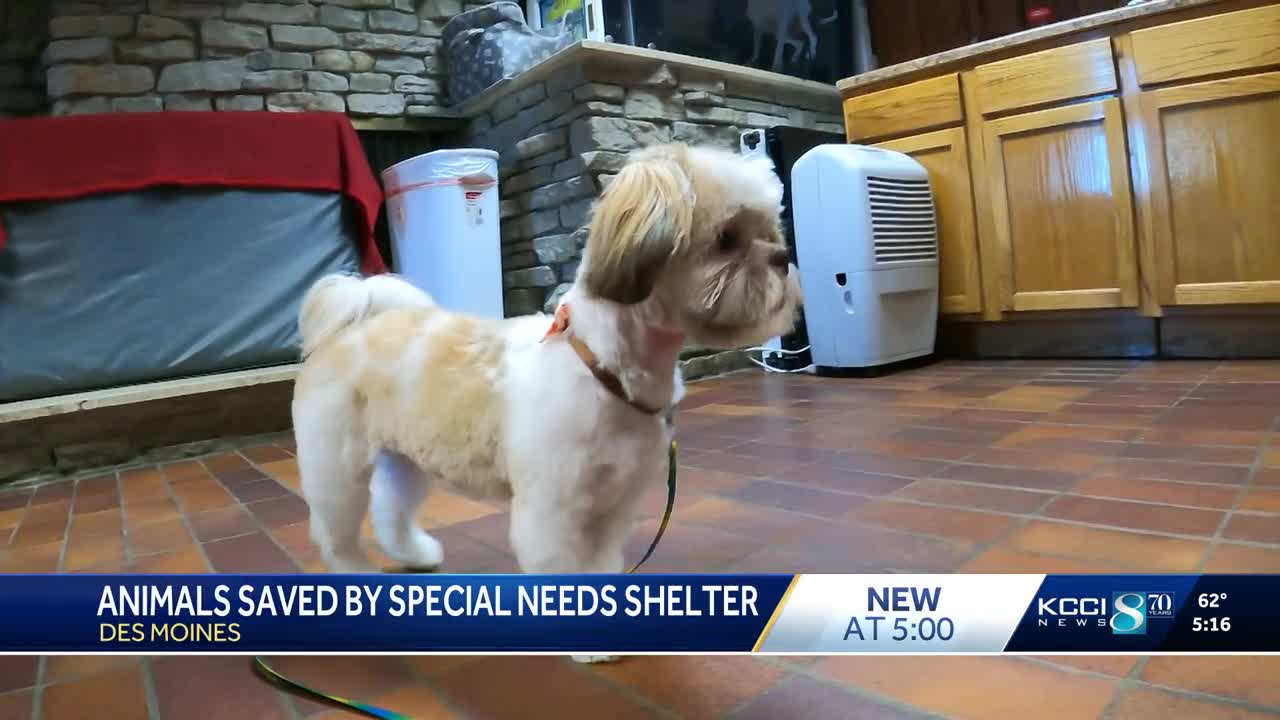 Des Moines shelter gives special needs dogs a second chance at life