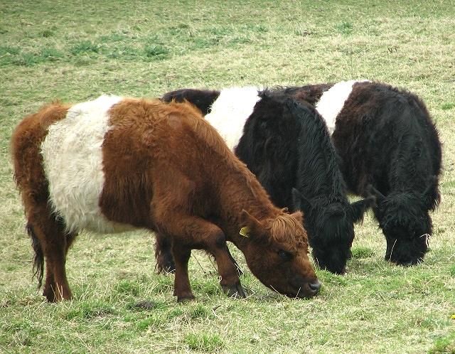 5 Fakta Menarik Belted Galloway, Sapi Oreo dari Skotlandia