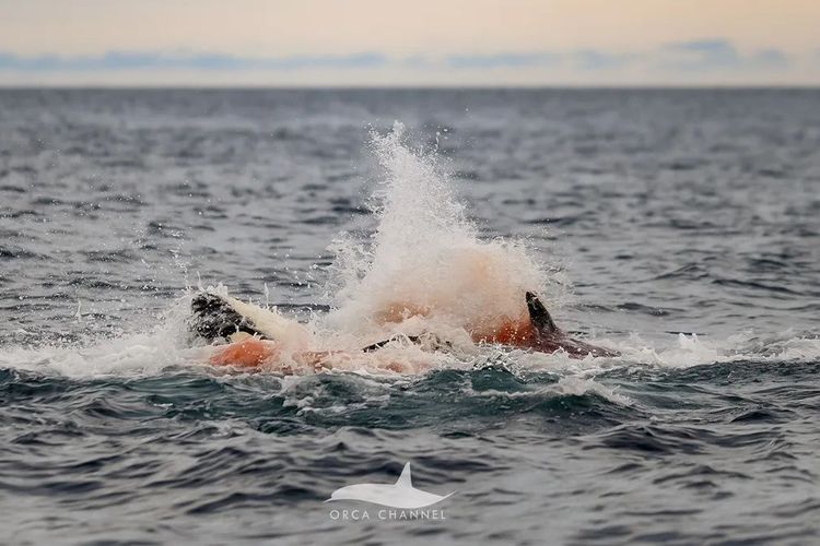 Pertama Kali Direkam, Kelahiran Orca Dilindungi Kawanan yang Membentuk Lingkaran