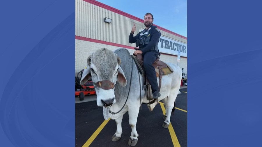 Suspicious activity call for man riding bull leads to photo opportunity ...