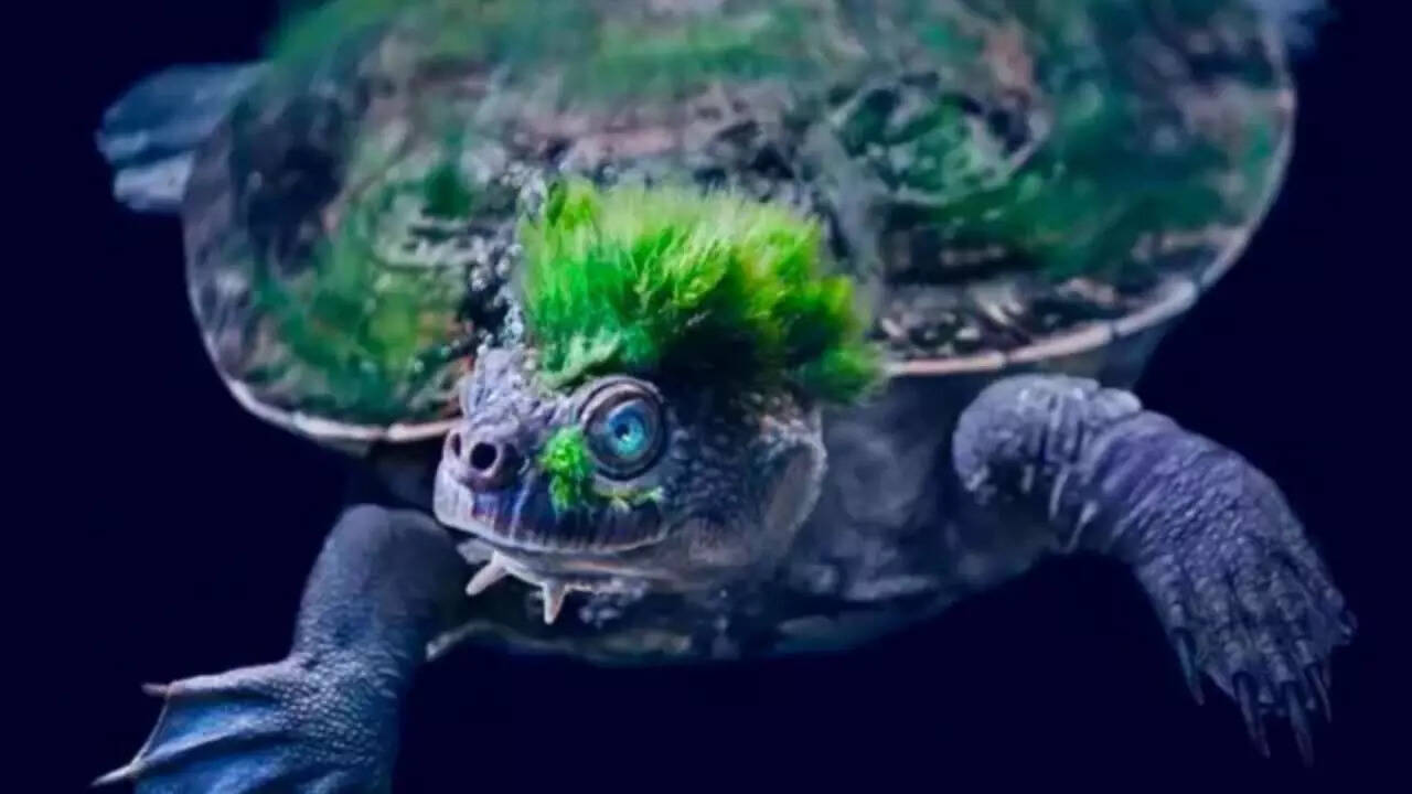 Meet the Mary River turtle: Australia’s extraordinary reptile that ...