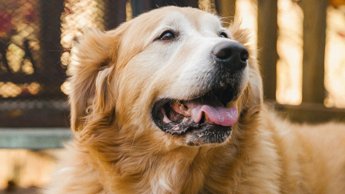 Golden Retriever Putting Mom in Her Place After She Stepped on Her Toe ...