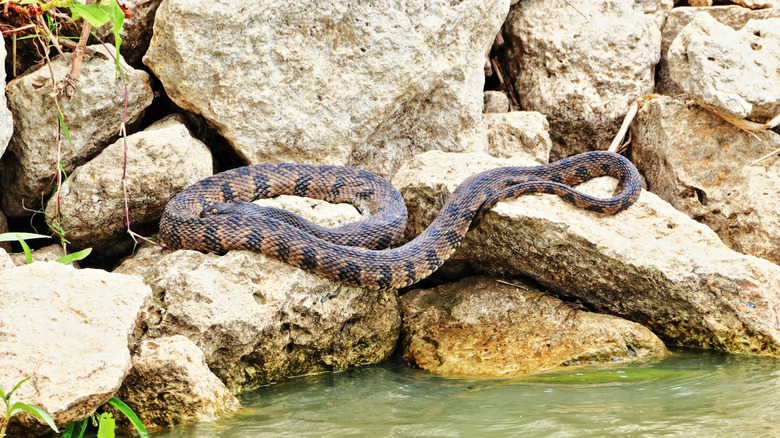 Snake sunning on rocks