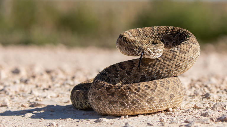 The US State With The Most Snake Species Isn't For The Faint Of Heart