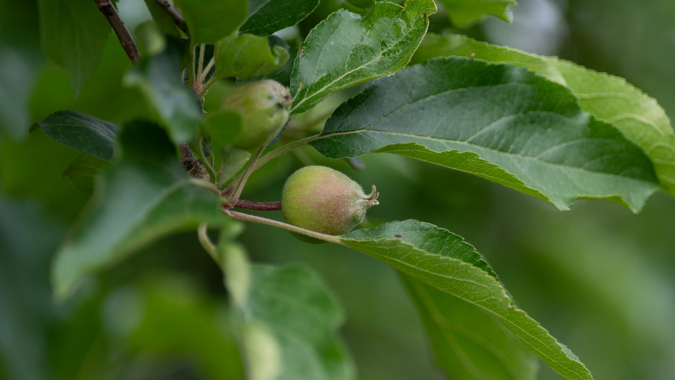 Bilpin apple grower fears mystery failed crop could be linked to varroa ...