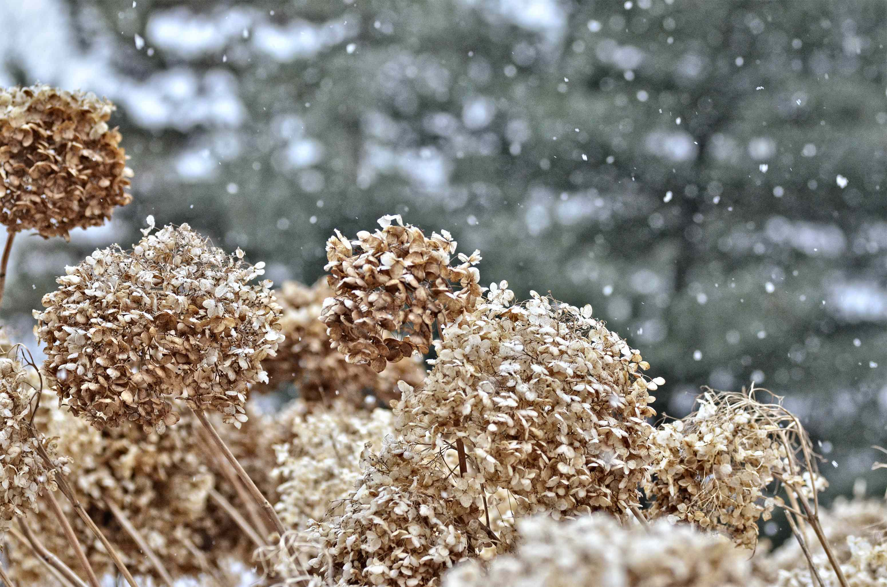 Don’t Let Frost Kill Your Hydrangeas—Here’s What to Do Right Now to ...