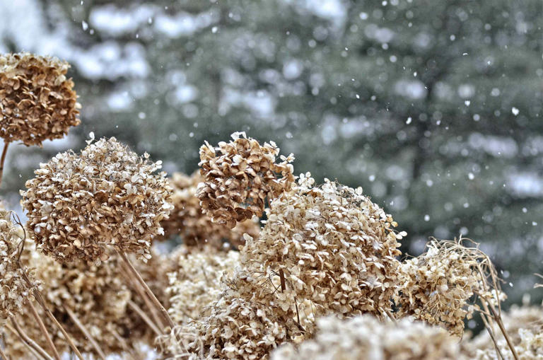How to protect hydrangeas from frost before cold weather hits